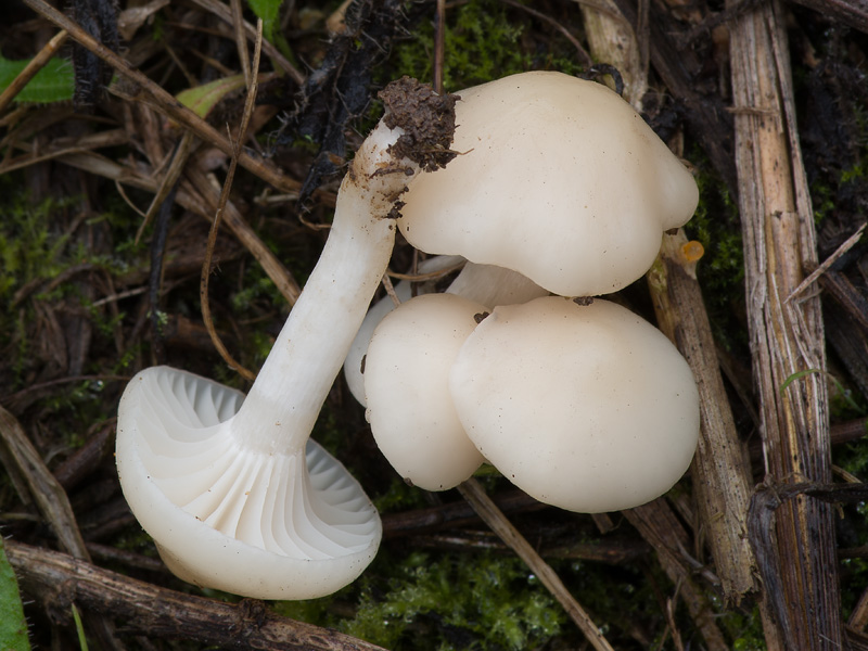 Hygrocybe virginea